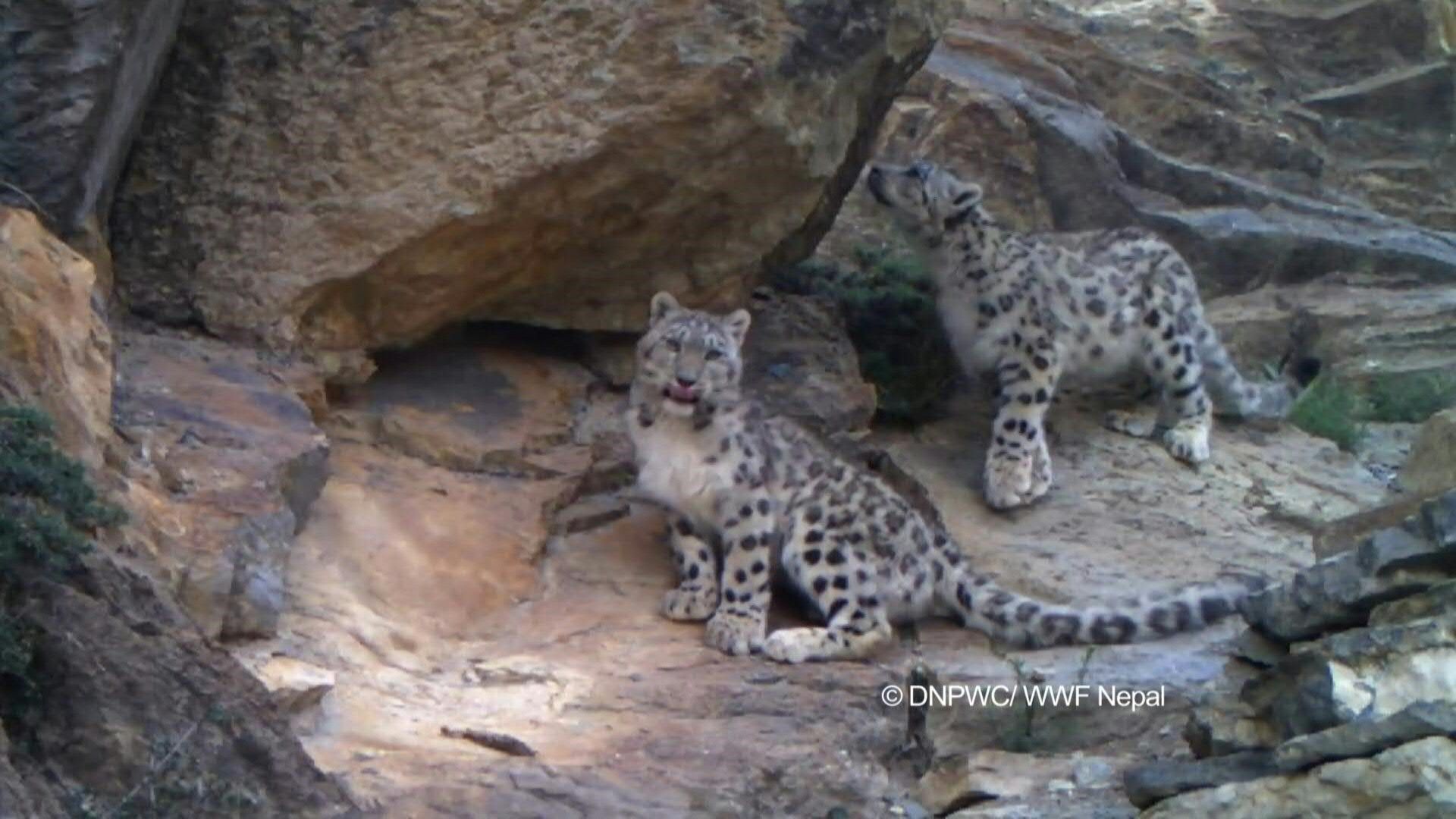 Two snow leopards photographed in their natural habitat in Nepal using a trap camera (AFP photo)